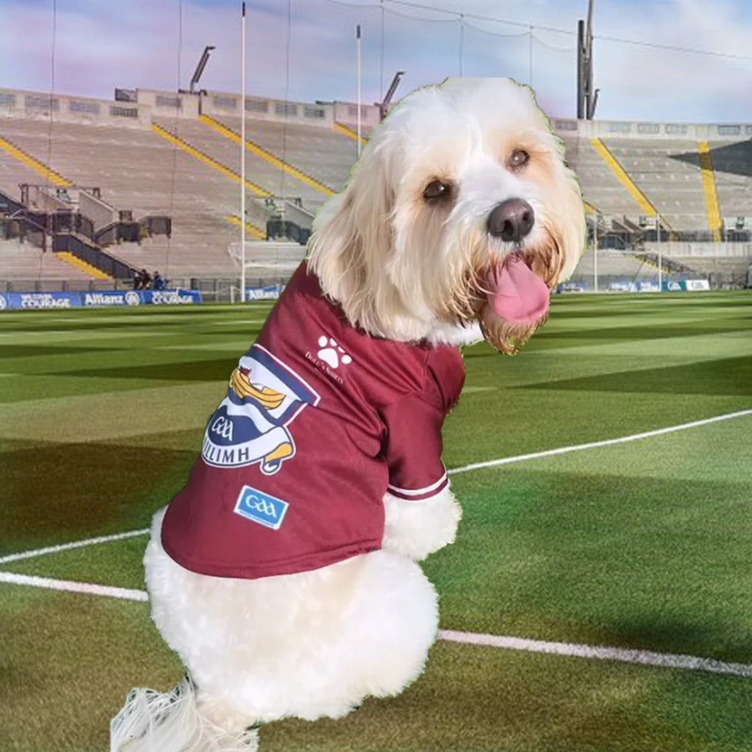 Dog wearing the Galway GAA Pet Jersey in maroon on a GAA pitch