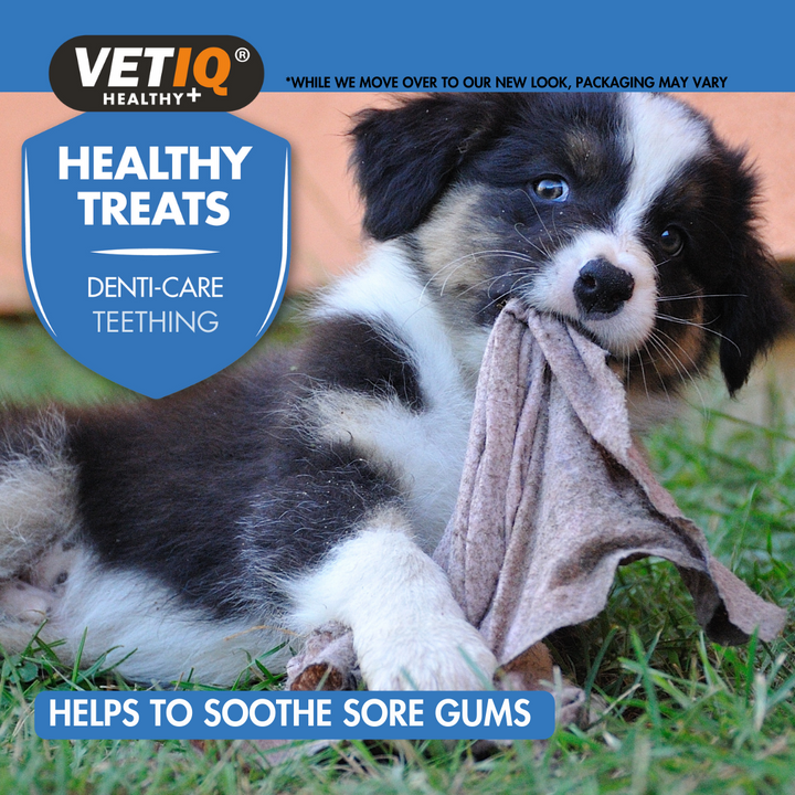 Border collie puppy chewing a cloth, VETIQ Denti-Care Teething treats help soothe sore gums