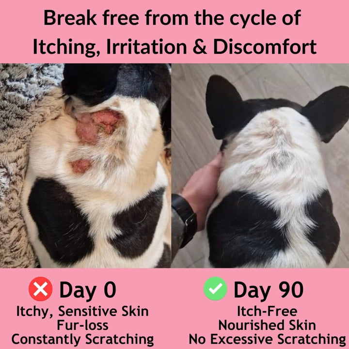 French Bulldog skin before and after 90 days of NutriPaw All-Itch Food Topper