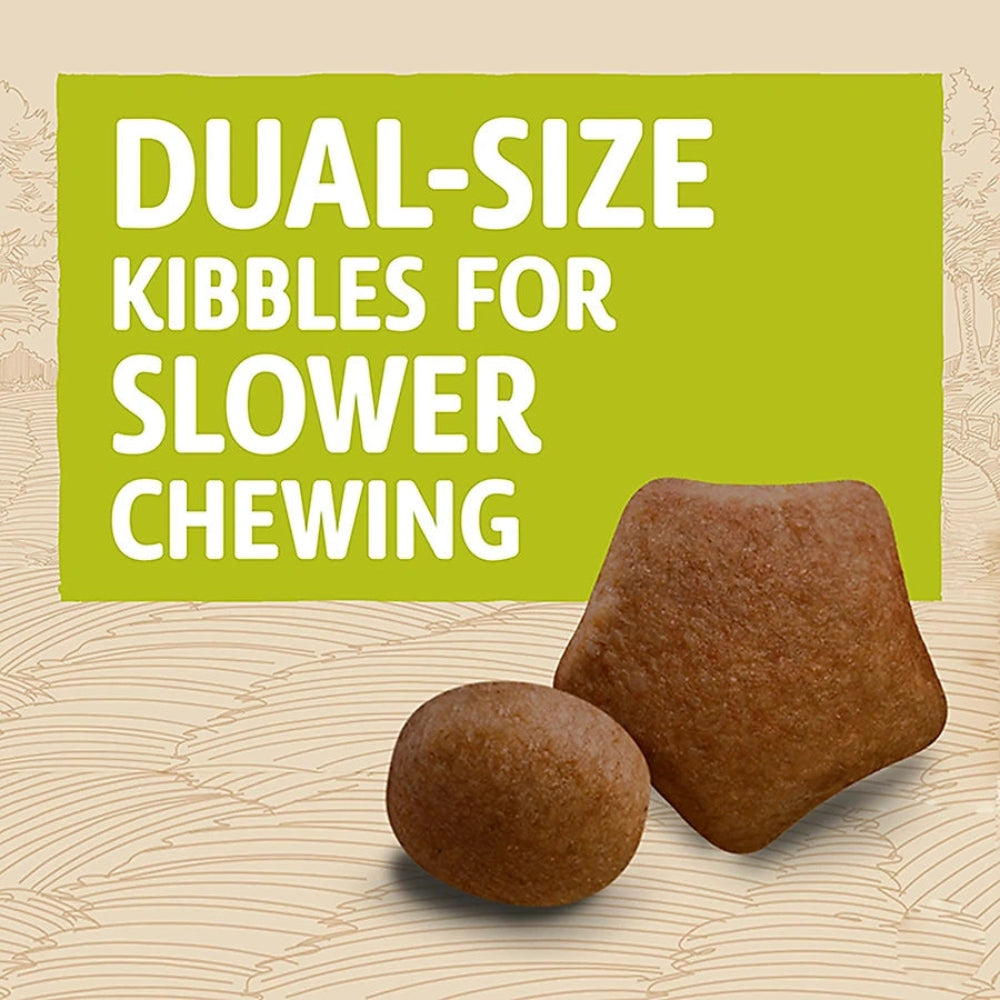 Dog eating kibble

