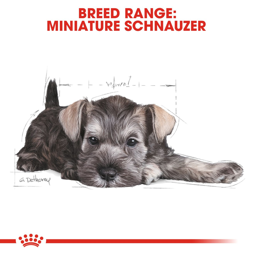Royal Canin breed range: Miniature Schnauzer puppy