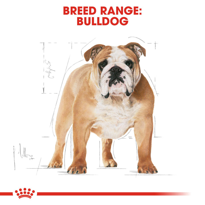 Royal Canin breed range: Bulldog