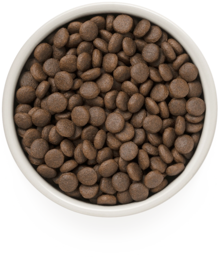 Grandorf 4 Meat Recipe dry dog food kibble in a bowl