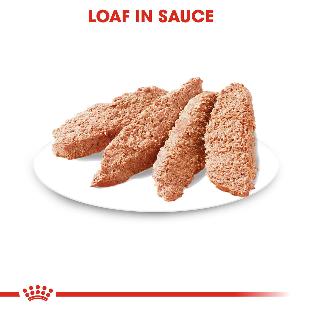 Royal Canin Urinary Care loaf in sauce served on a plate