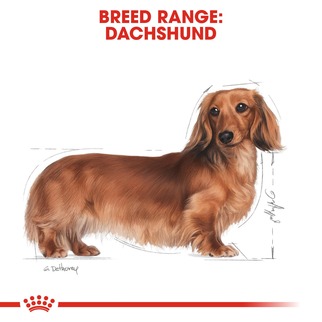 Royal Canin breed range: Dachshund