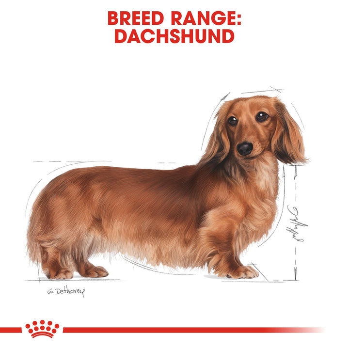Royal Canin breed range: Dachshund