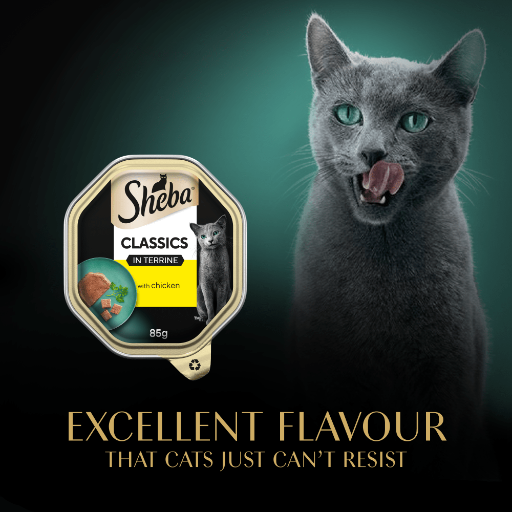 Cat licking its lips beside a Sheba Classics in Terrine tray