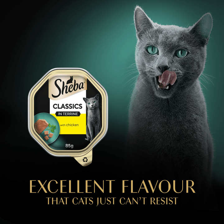 Cat licking its lips beside a Sheba Classics in Terrine tray