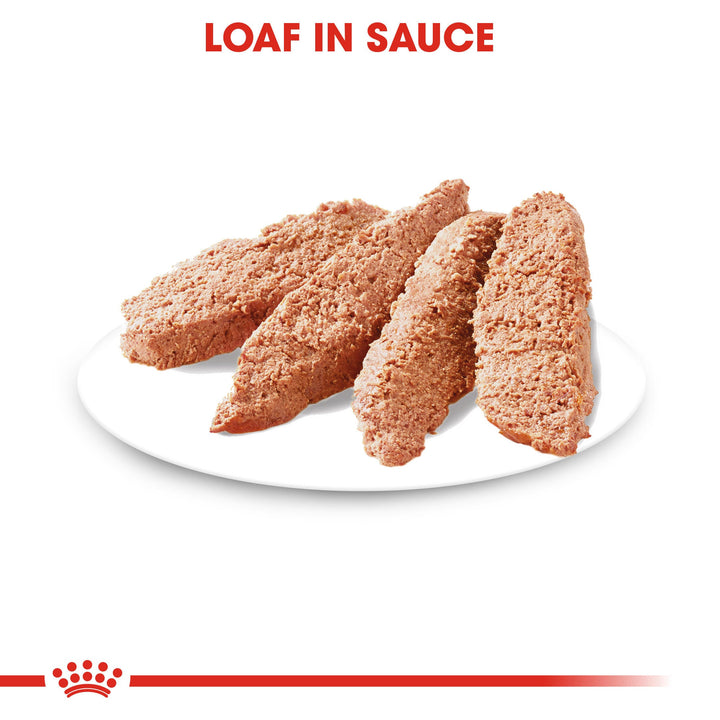 Royal Canin Digestive Care loaf in sauce served on a plate
