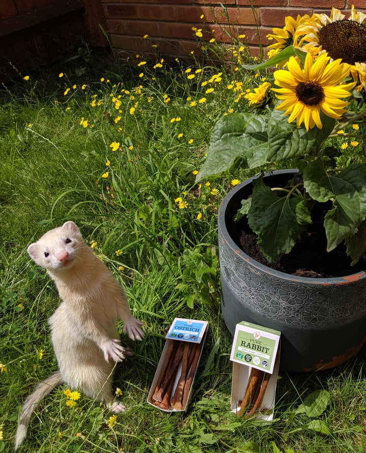 Ferret in a garden beside JR Pure Rabbit Sticks and another JR Pure range pack