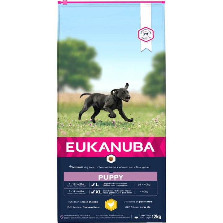 Puppy eating Eukanuba

