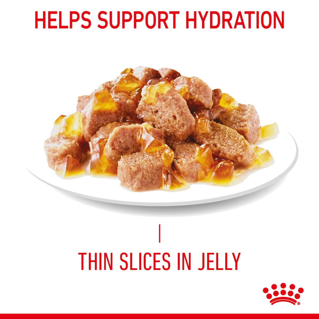 Royal Canin Urinary Care thin slices in jelly served in a bowl, helps support hydration