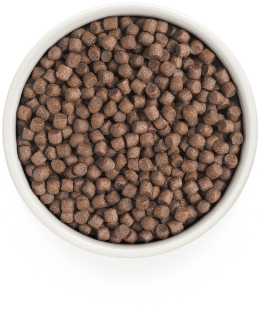 Grandorf Turkey Adult Mini small breed kibble in a bowl