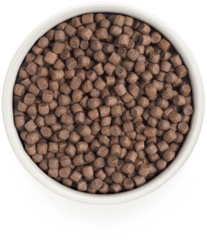 Grandorf Turkey Adult Mini small breed kibble in a bowl