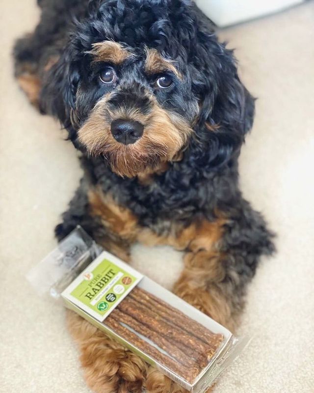Dog lying beside a pack of JR Pure Rabbit Sticks