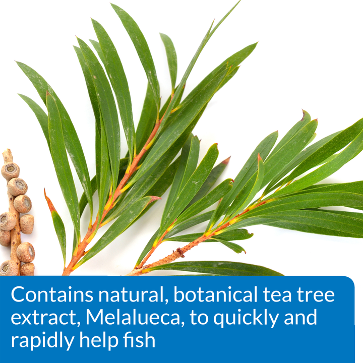 Tea tree (Melaleuca) leaves: API Melafix contains natural botanical tea tree extract