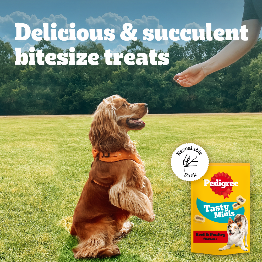 Spaniel sitting for a Pedigree Tasty Minis treat outdoors, with resealable pack