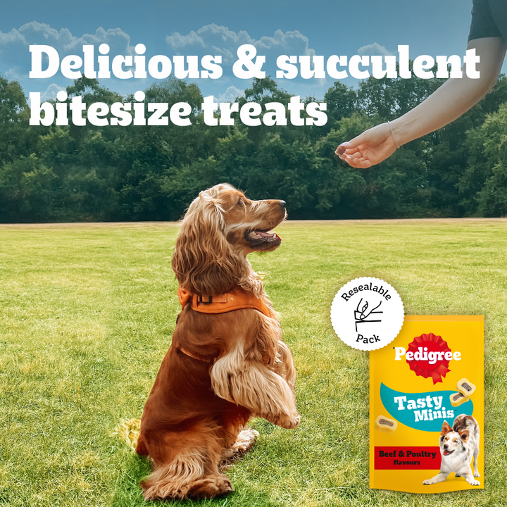 Spaniel sitting for a Pedigree Tasty Minis treat outdoors, with resealable pack