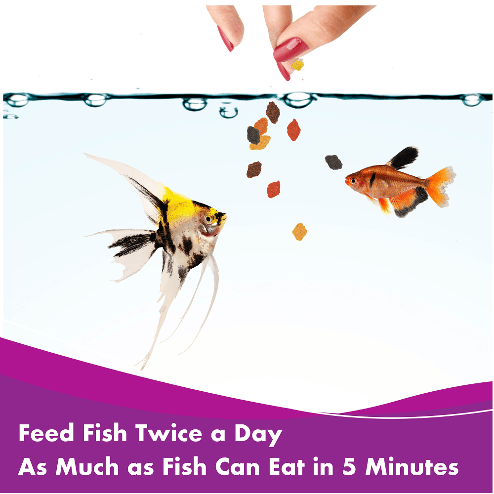 Aquarian Tropical Flake Food feeding guide: feed twice a day as much as fish can eat in 5 minutes