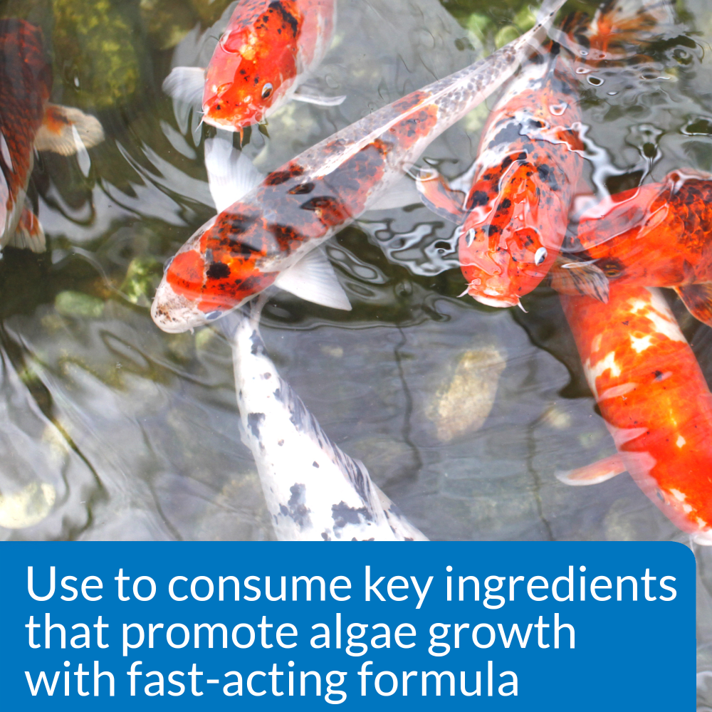 API Pond Algae Cure consumes the nutrients that promote algae growth