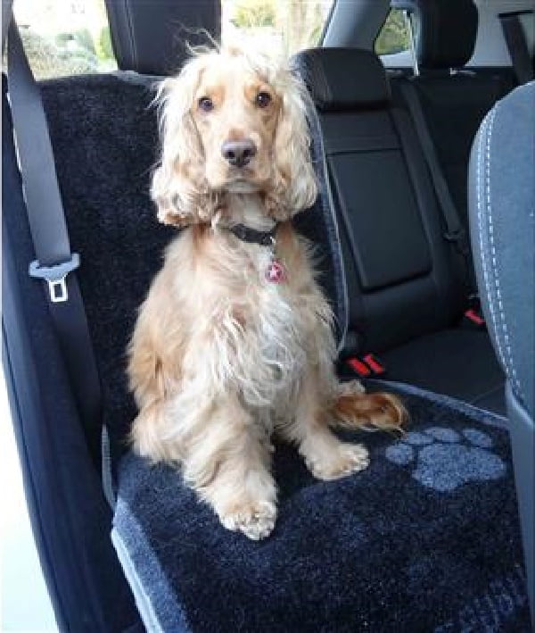 Car Seat Carpet
