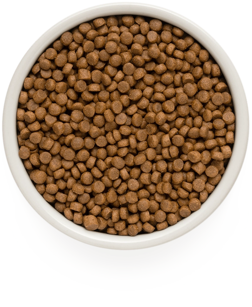 Grandorf Puppy Lamb & Turkey All Breeds small kibble in a bowl
