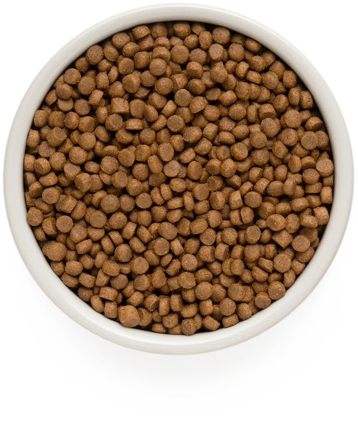 Grandorf Puppy Lamb & Turkey All Breeds small kibble in a bowl