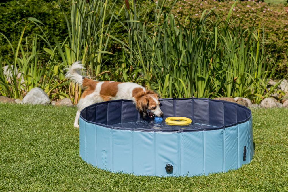 pool for dogs