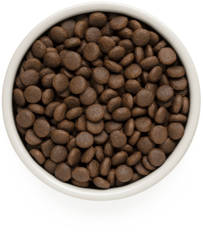 Grandorf Grain Free Rabbit & Turkey Adult Medium & Maxi kibble in a bowl