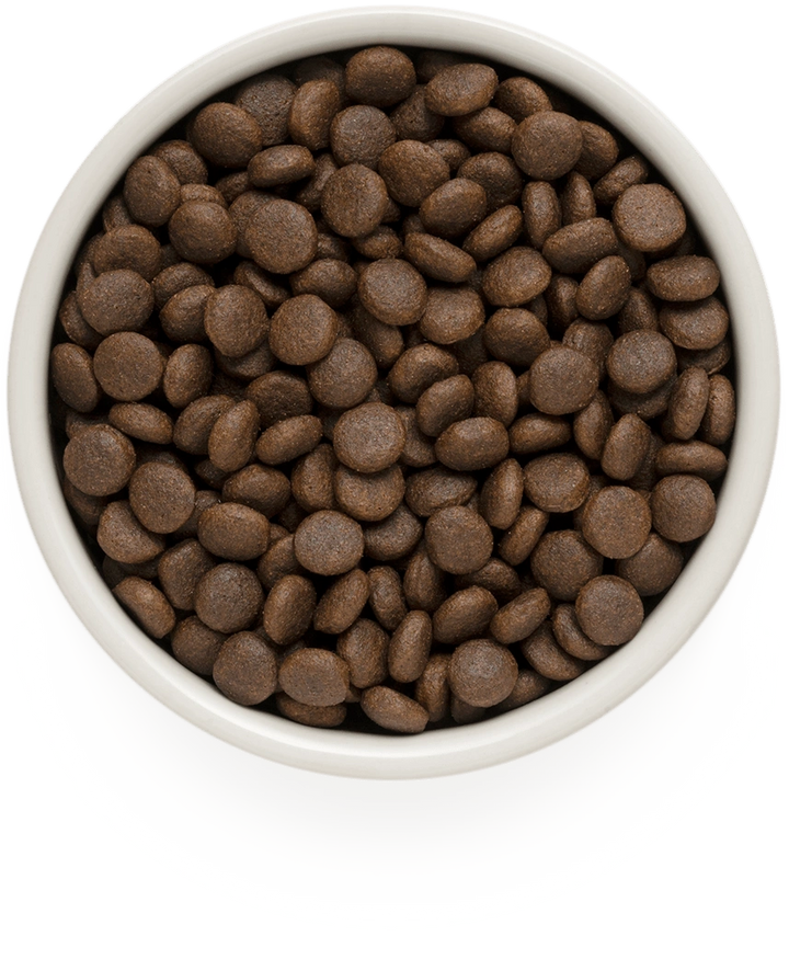 Grandorf Grain Free Rabbit & Turkey Adult Medium & Maxi kibble in a bowl