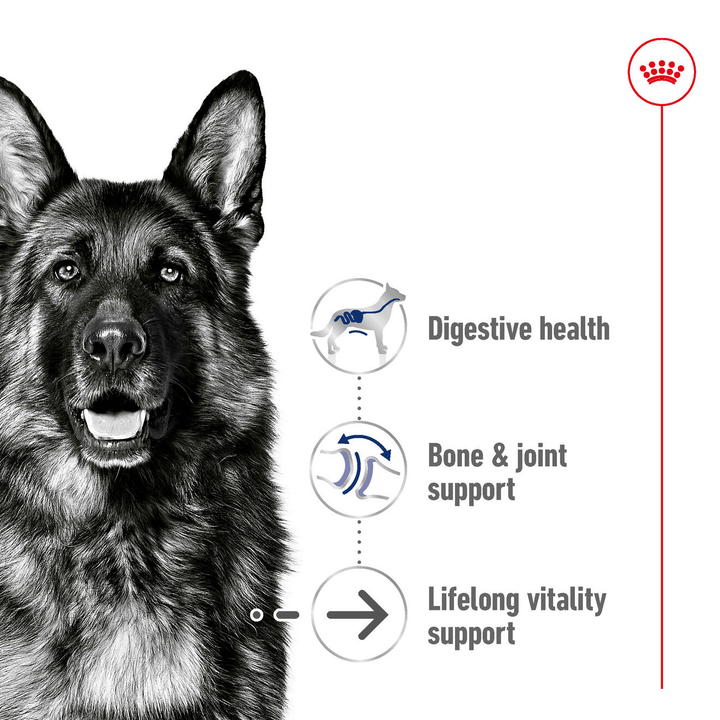 Royal Canin Maxi Ageing 8+ benefits: digestive health, bone and joint support, lifelong vitality support