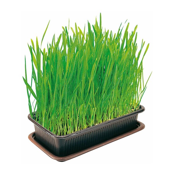 vitakraft cat grass