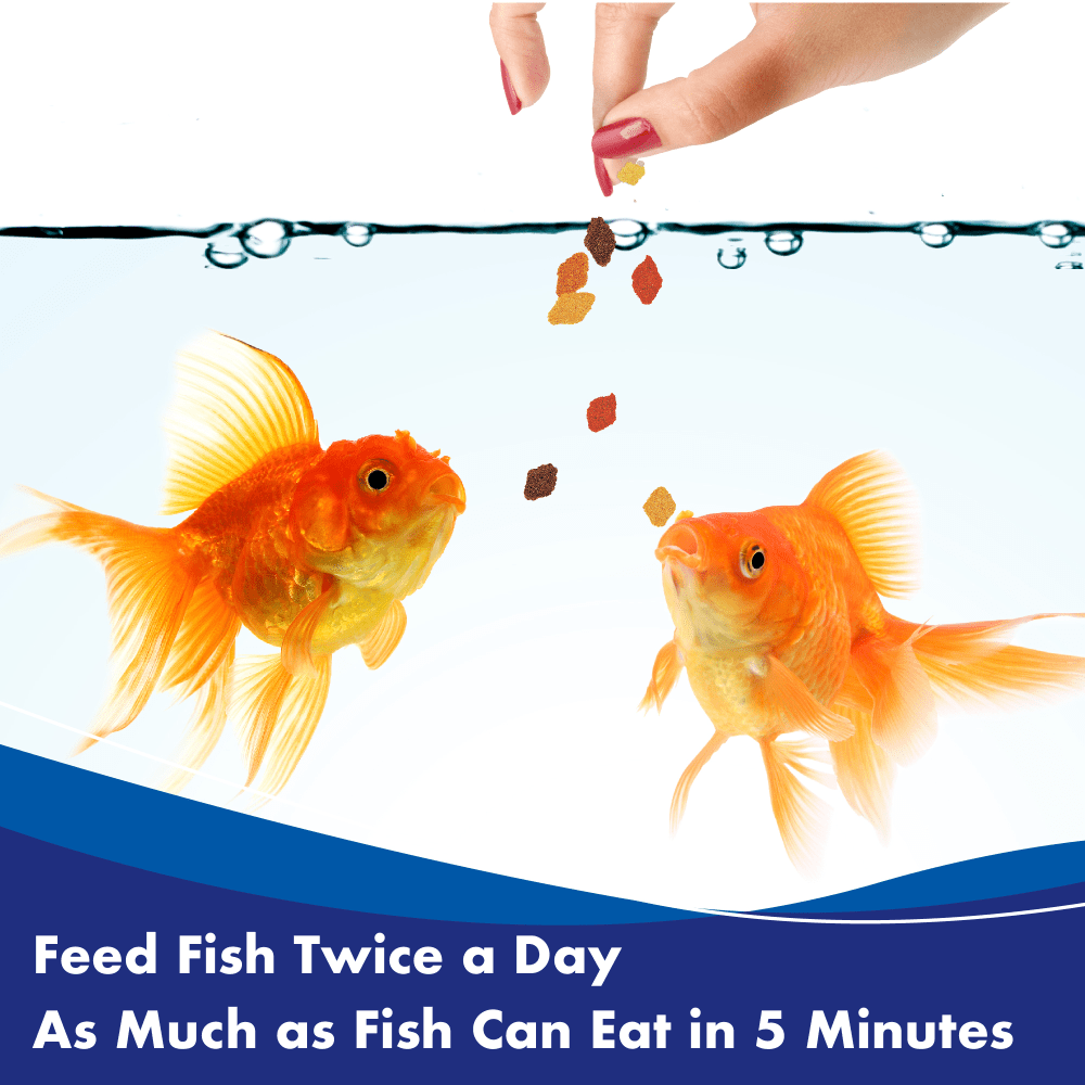 Aquarian Goldfish Flake Food being fed to two goldfish