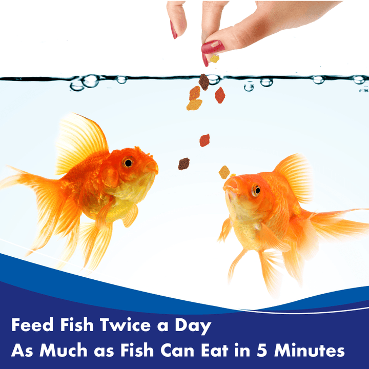 Aquarian Goldfish Flake Food being fed to two goldfish