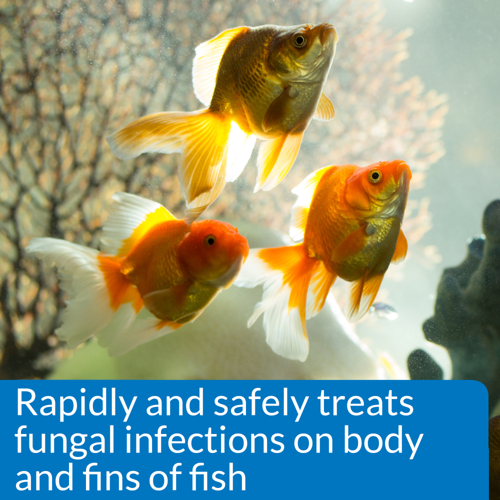 Goldfish in an aquarium: API Pimafix rapidly and safely treats fungal infections on body and fins